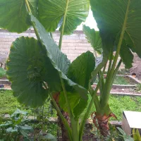 ۳عدد بابا ادم