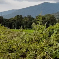 فیش-زمین-فاز-2کوهان