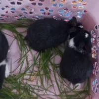 بچه خرگوش سرحال