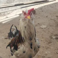 تخم مرغ نطفه دار|حیوانات مزرعه|کرمان, |دیوار