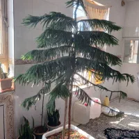 کاج مطبق|گل و گیاه طبیعی|قائن, |دیوار