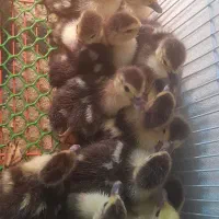 جوجه اردک اسرائیلی