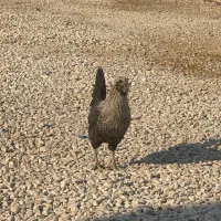 مرغ جوان اول تخم قیمت ۵۰۰