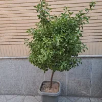 یاس هلندی و معمولی|گل و گیاه طبیعی|مشهد, دانشجو|دیوار