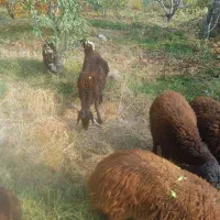 ۹راس بره بفروش میرسد|حیوانات مزرعه|انزل, |دیوار