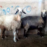 شیشک میش