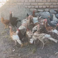 بو قلمون|حیوانات مزرعه|خوی, |دیوار