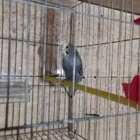 مرغ عشق مولد|پرنده|مهریز, |دیوار