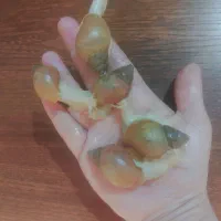 حلزون آلبینو