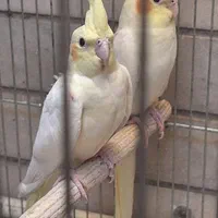 عروس هلندی نر و ماده|پرنده|اصفهان, عسگریه|دیوار