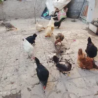 مرغ خروس
