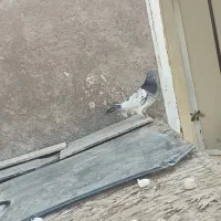 کفتر پاکستانی|پرنده|یزد, |دیوار