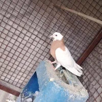 کفتر یا کبوتر طوقی|پرنده|تهران, مسعودیه|دیوار