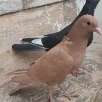 سه زرد گوک یک پلنگ