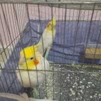 عروس هلندی نر و ماده ، مولد،سخنگو با قفس