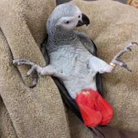 جوجه گرینچیک آرا  ملنگو کاسکو مرغ عشق عروس راهب