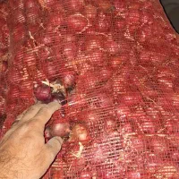پیاز قرمز گردویی تا کالیبر ۵ درشت تر از تخم مرغی