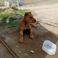 سگ پیت بول ۱۱ ماهه