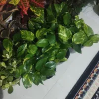 گل و گیاه،.     انواع کود برای گیاه های آپارتمانی|گل و گیاه طبیعی|گلبهار, شهر جدید گلبهار|دیوار