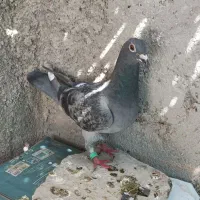 کفتر.کبوتر.ماده مسافتی|پرنده|فسا, |دیوار