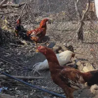 خروس|حیوانات مزرعه|مشهد, منزل آباد|دیوار