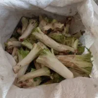 فروش کنگر|خوردنی و آشامیدنی|تکاب, |دیوار