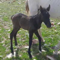 مادیون،باکره اسب