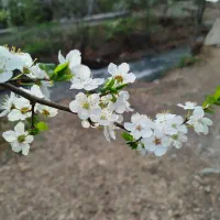 باسلام یک عدد پلاک موتر سیکلت گم شوده