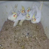 جوجه عروس هلندی  لوتینو  سرلاکی.