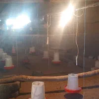 واگذاری مرغداری در حال کار