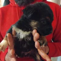 واگذاری پت هایه پاکوتاه ومینیاتوری|سگ|تهران, شهرک آپادانا|دیوار