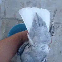 کبوتر|پرنده|شیراز, جمال آباد|دیوار