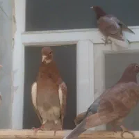 کبوتر|پرنده|اصفهان, بهارستان|دیوار