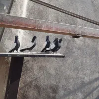 سینه دم سیاه