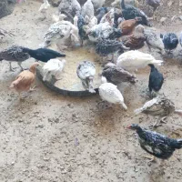 جوجه مرغ محلی