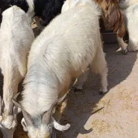 کهره نر چاق|حیوانات مزرعه|احمدی, |دیوار