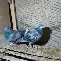 پلاکی مسافتی المانی پولکی قره|حیوانات مزرعه|مشهد, کوی دروی|دیوار