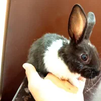 خرگوش خانگی|موش و خرگوش|سیرجان, |دیوار