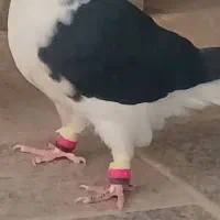 کبوتر  ساده مشگی