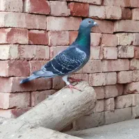 دوبر نره مسافتی|پرنده|پارس‌آباد, |دیوار