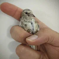 تعدادی جوجه سهره نقش