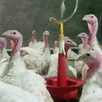 بوقلمون گوشتی