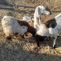 ۳ راس بز ابستن و ۱ راس تکه|حیوانات مزرعه|شهریار, بکه|دیوار