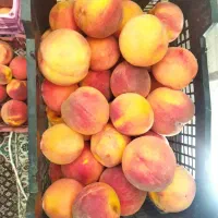 فروش وتهاتر باغ شهری