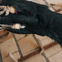 دمبی|پرنده|شیراز, شهرک گلها|دیوار