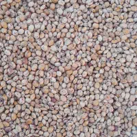 لوبیا چیتی برداشت امسال