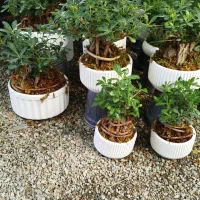 فروش گلدان عمده و تک فروشی به قیمت عمده|گل و گیاه طبیعی|کرج, ندامتگاه کرج (قزلحصار)|دیوار