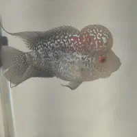 ماهی آکواریوم فلاور کامفا