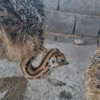 جوجه شترمرغ