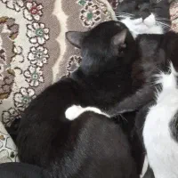 گربه تاکسی|گربه|قم, شهر قائم|دیوار